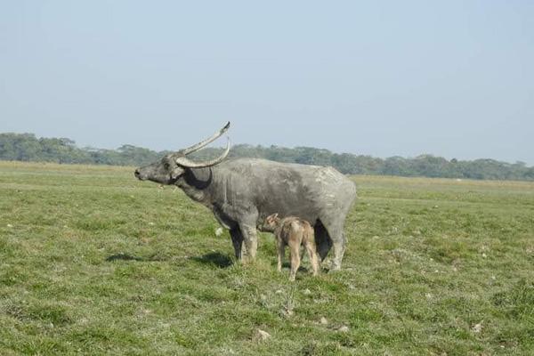 Kaziranga Tour Package (3 Days)