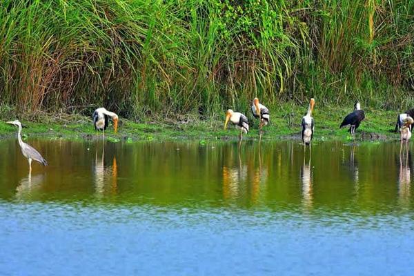 Kaziranga Tour Package (3 Days)